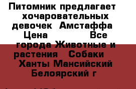 Питомник предлагает 2-хочаровательных девочек  Амстаффа › Цена ­ 25 000 - Все города Животные и растения » Собаки   . Ханты-Мансийский,Белоярский г.